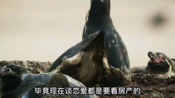 从粪堆出来的洪堡企鹅，又脏又臭，海狮被熏得连忙让道：忍不了