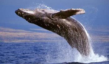 鲸鱼是鱼吗为什么许多人会叫它鲸鱼(鲸鱼是鱼吗)