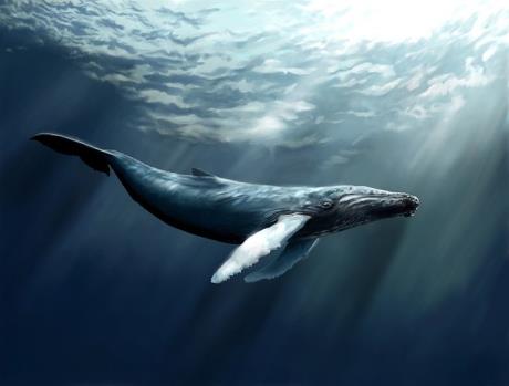 鲸鱼是鱼吗为什么许多人会叫它鲸鱼(鲸鱼是鱼吗)